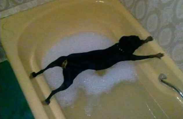 Jak wykąpać psa w wannie? Różne sposoby i zawsze ten sam efekt :) VIDEO
