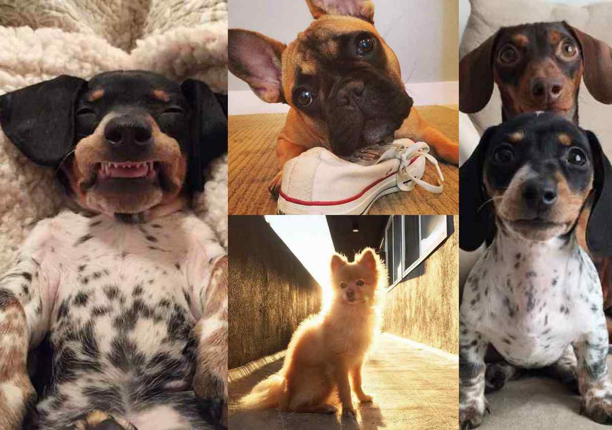 Małe psy, ale wielkie gwiazdy… na instagramie! Poznaj największe słodziaki!