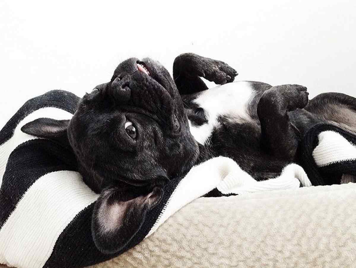 Małe psy: Zdjęcia z instagrama, które pokochacie!