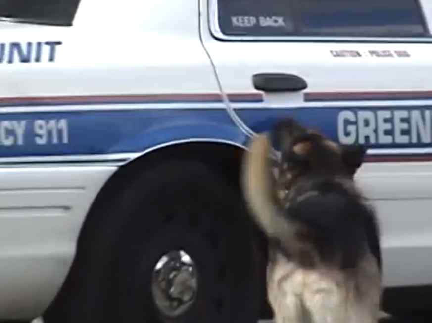 Pies policyjny sam otwiera i zamyka drzwi radiowozu! Zobaczcie go w akcji