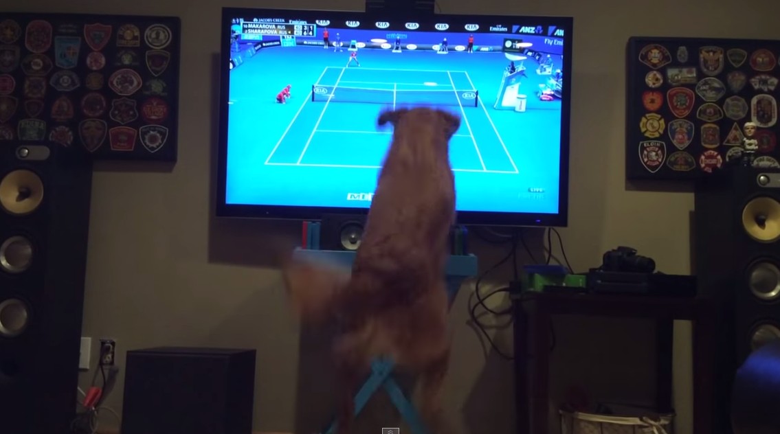 Psy też kochają grę w tenisa? Ten na pewno!