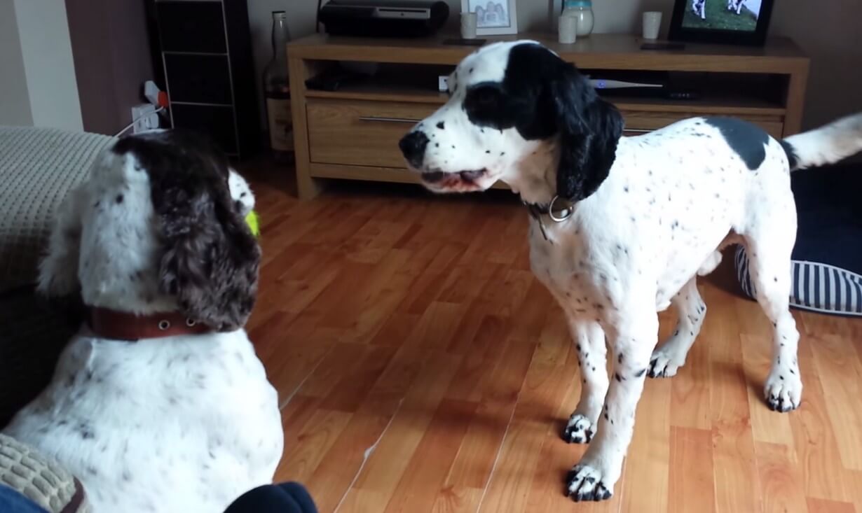 Jak zabrać piłkę drugiemu psu? To nie takie proste! Śmieszne video :)
