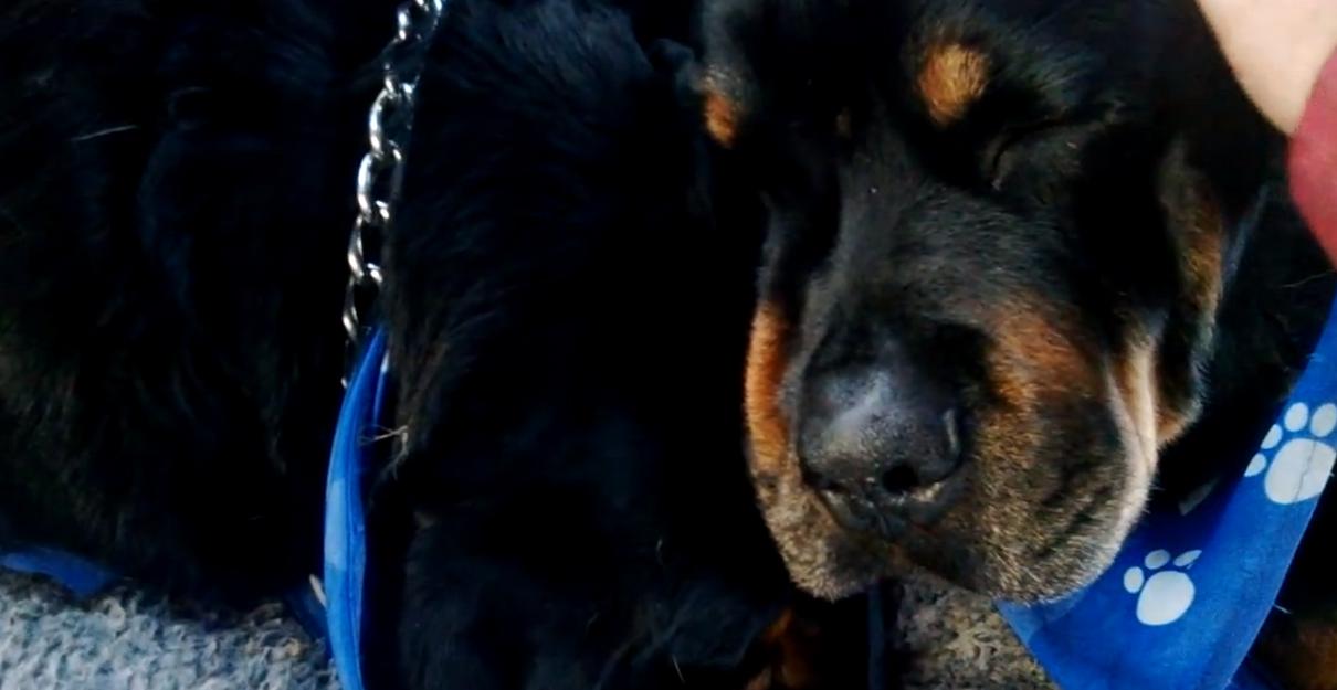 Rottweiler płacze po zmarłym bracie i nie chce go zostawić. Bardzo wzruszające video :(