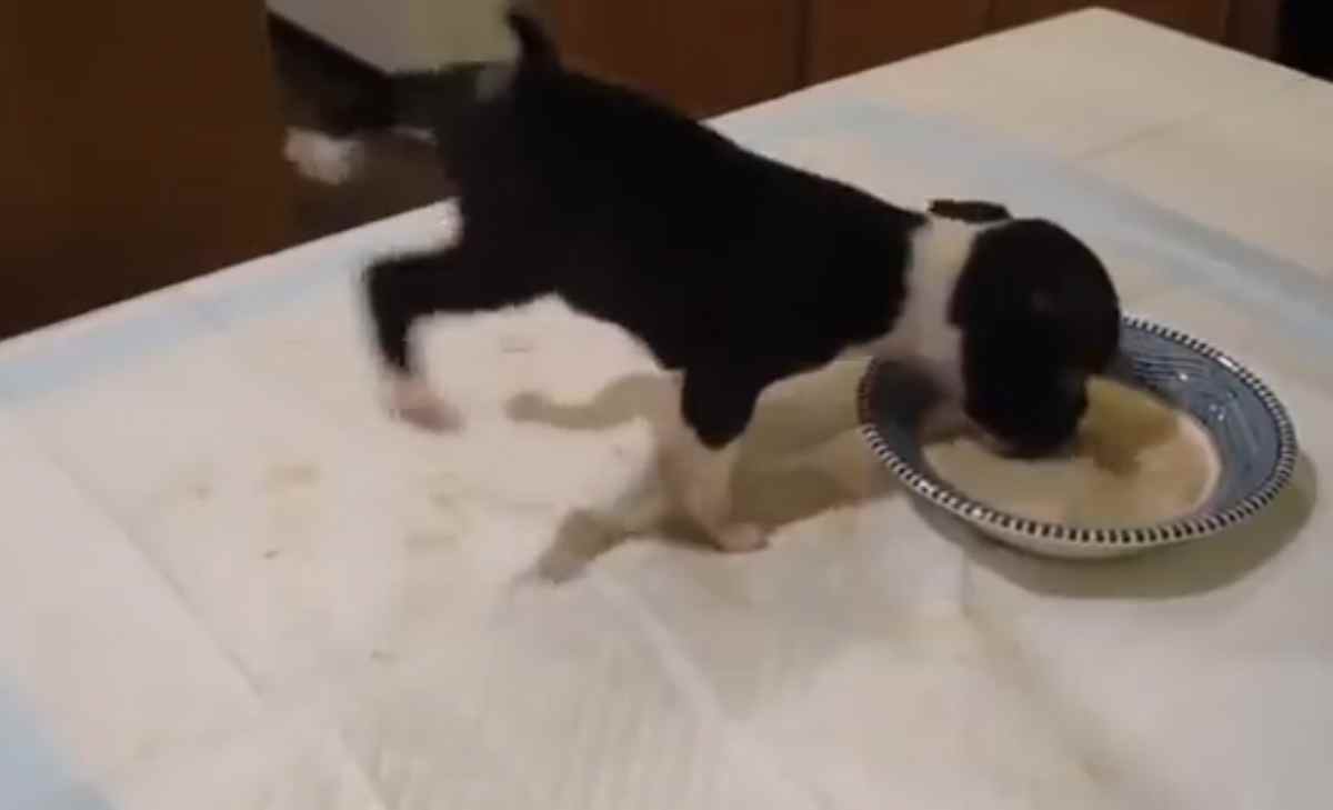 Boston Terrier unosi się przy jedzeniu! Boski szczeniak z wieeelkim apetytem :)